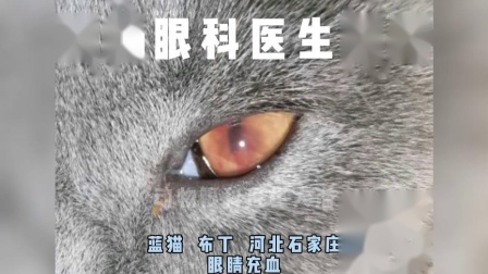 猫打了几下眼球充血- 百度