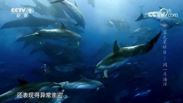 伪虎鲸和宽吻海豚:海洋里罕见的跨物种友谊