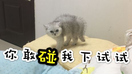 我家猫咪前爪的一个指甲完全脱落了 该怎么办 相关视频 提问 猫咪剪指甲的现场是否极其惨烈 究竟是前爪好剪还是后爪好剪 爱言情