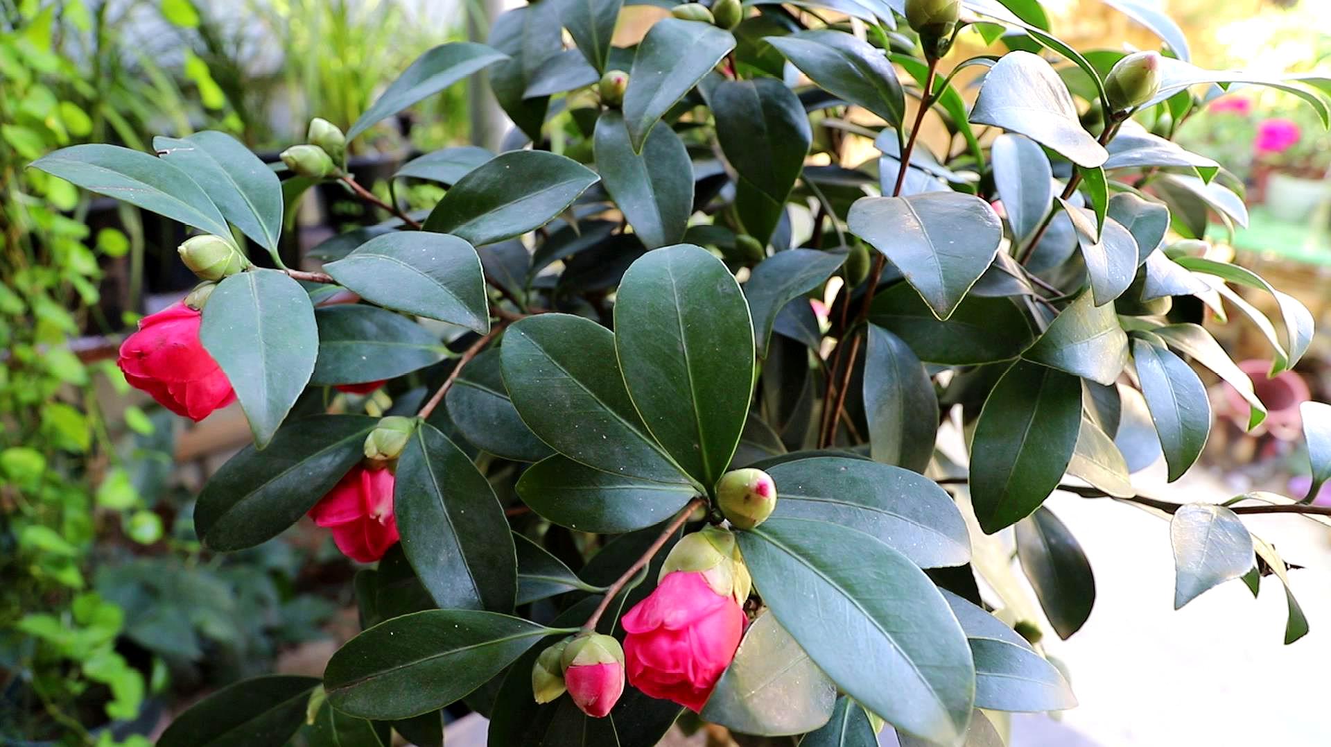 茶花養殖方法