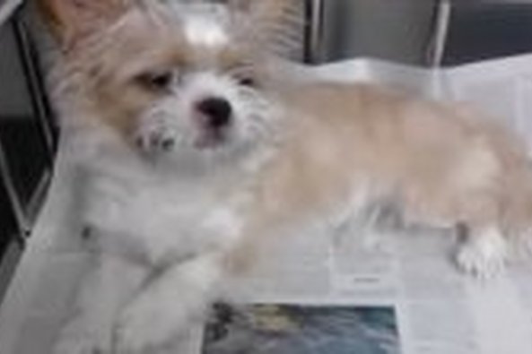 治疗犬瘟热人用药 百度