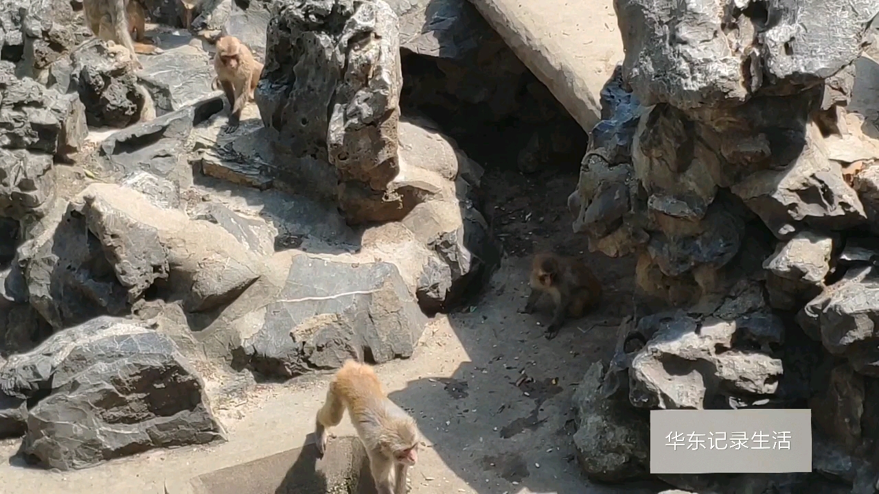 安庆市动物园,设备有点旧,有鸭子,鹅呀