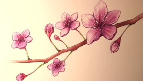 简单水彩绘画 如何画好樱花 爱言情