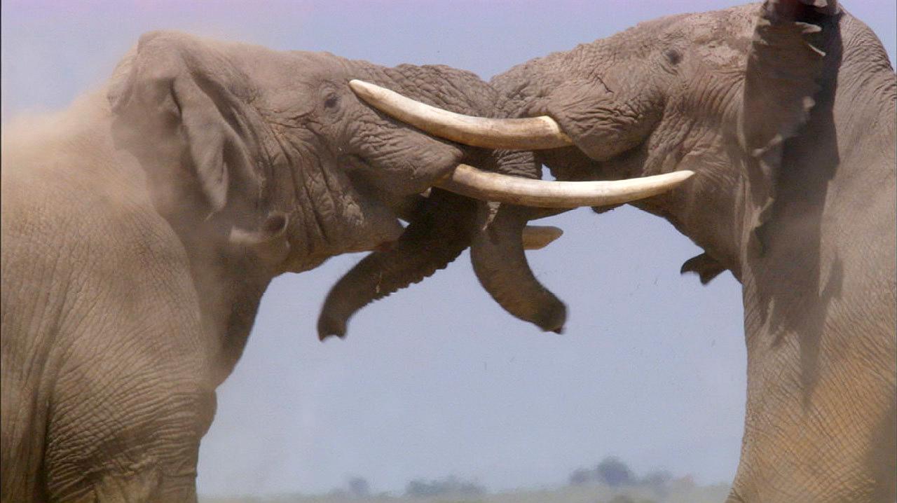 大象打架阵势有多大?为争夺主权,两只大象上演世纪大战!