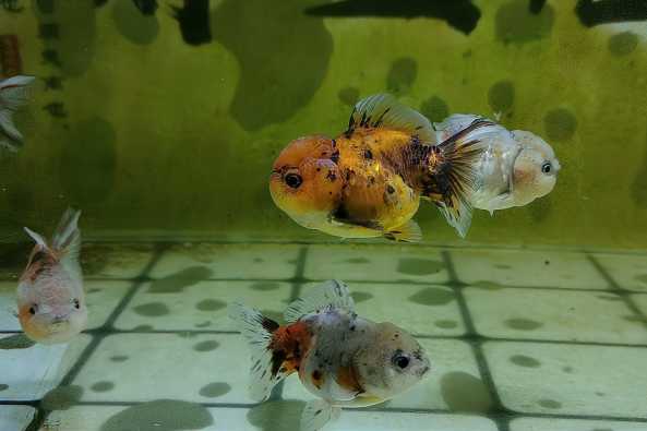 金鱼消化不良的症状 百度 金鱼消化不良的症状 百度