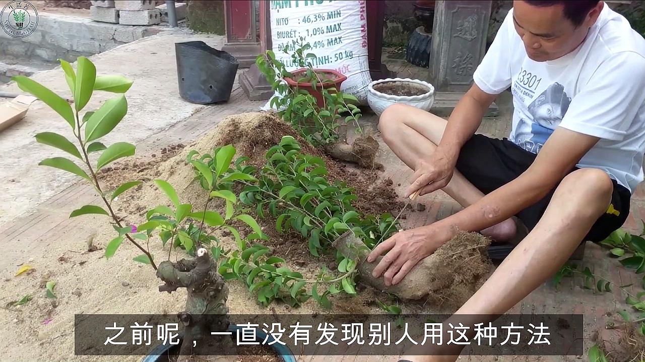 榕树老桩一定要嫁接才行