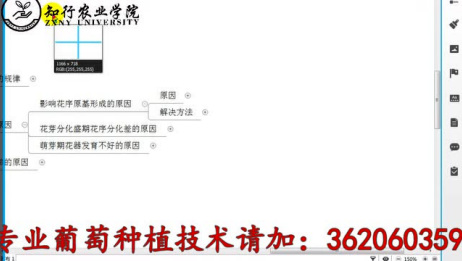 葡萄花芽分化的两个阶段分别是什么 爱言情