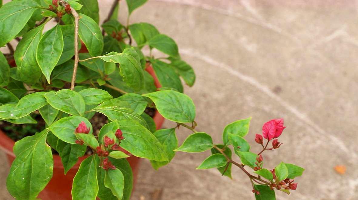 三角梅怎么养才开花好(三角梅怎么养才开花好 视频)