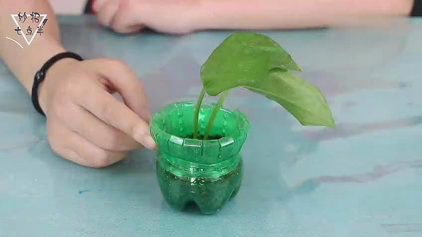 洗衣液瓶子做花盆图片 洗衣液塑料瓶手工制作漂亮的花盆花器