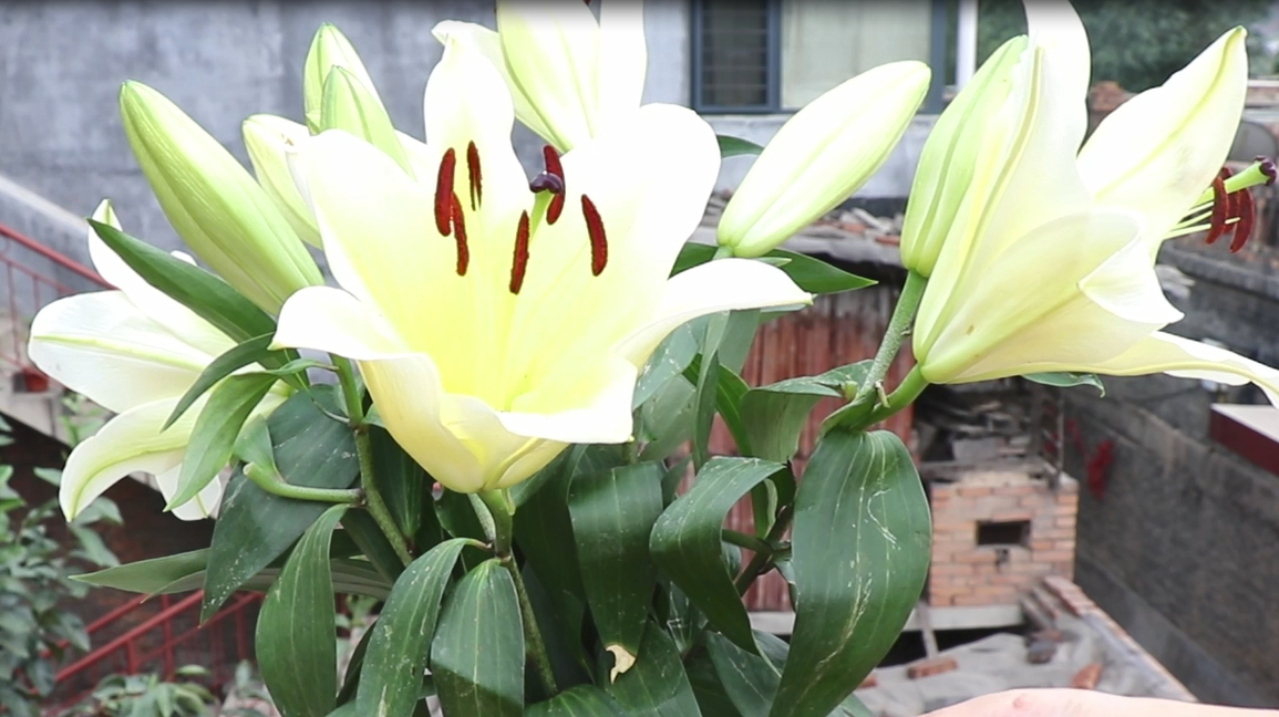 百合花怎么养水里