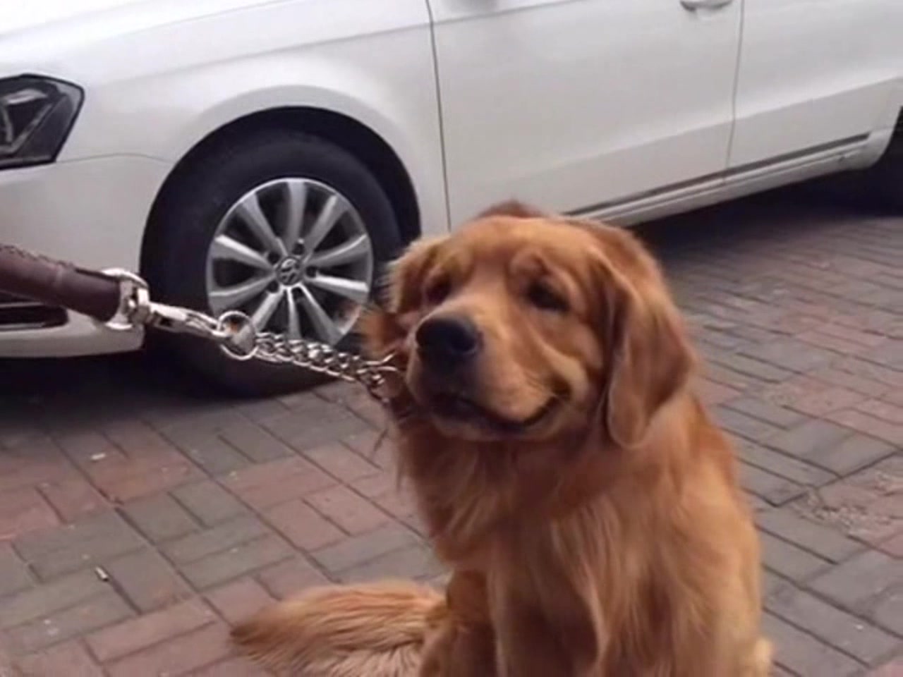 可爱金毛搞笑视频,了解一下