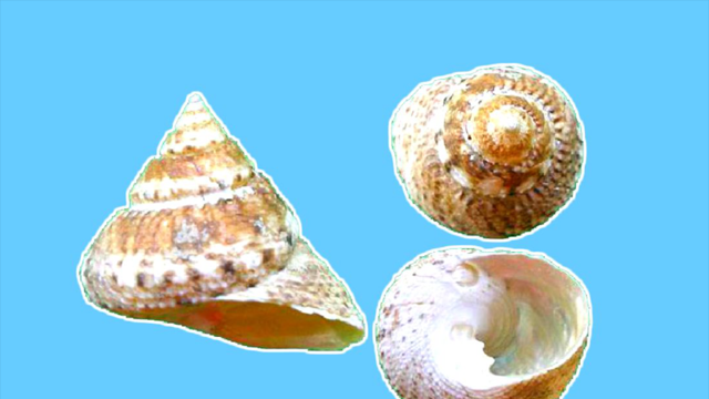 看视频,了解钟螺