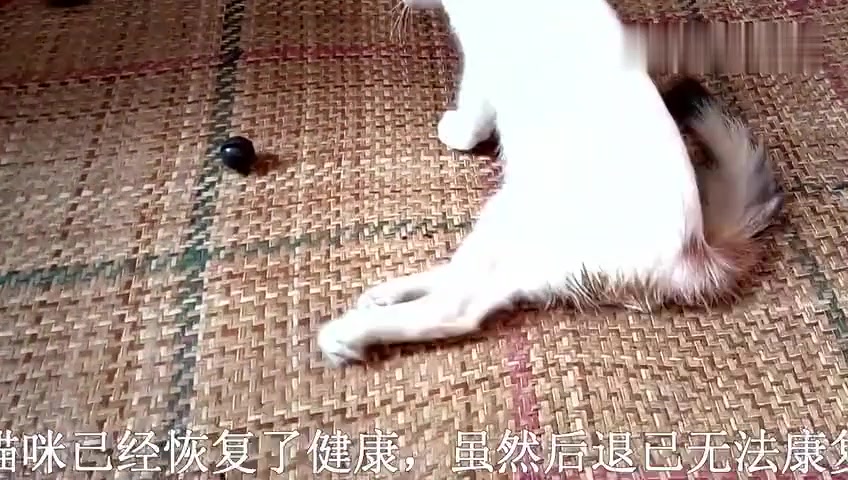 猫的后腿突然瘫痪了- 百度