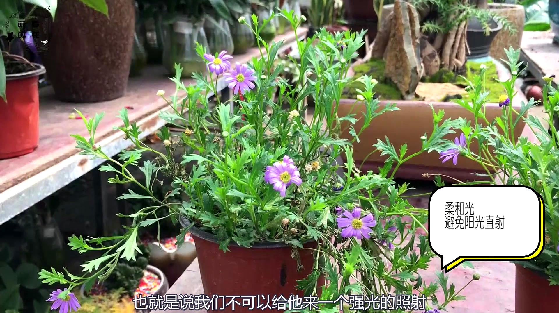 阳台适合养哪些藤本花卉?