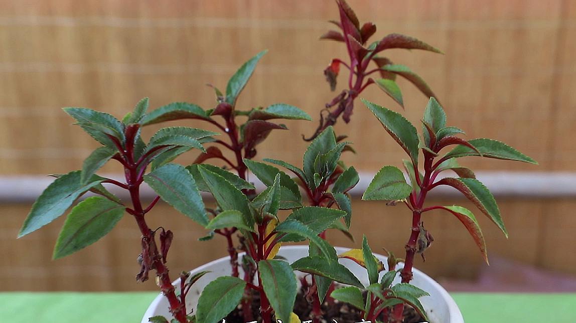 凤仙花开花前,认真做好"这些,花朵直接开到压弯枝