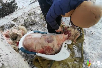 璐璐杀羊全过程_百度视频搜索