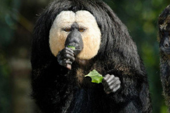 英国:猴子带面具扮怪相吓吓坏同伴_百度视频搜索