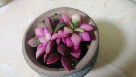 这么美的多肉叫 吹雪之松锦 你知道了吗 爱言情 这么美的多肉叫 吹雪之松锦 你知道了吗 爱言情