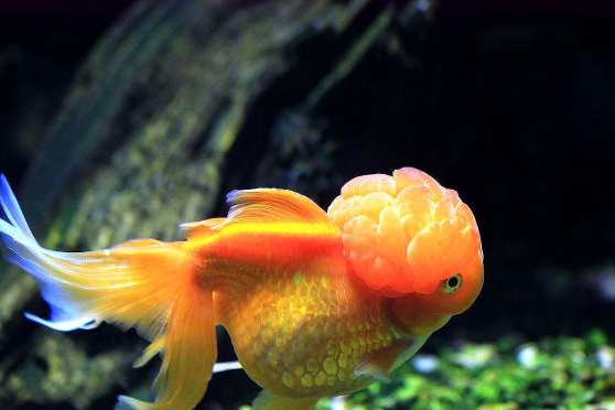 金鱼喜欢静水还是动水 百度