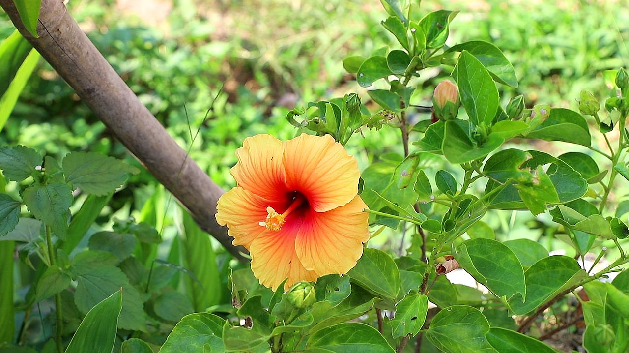 木槿花怎麼種植?