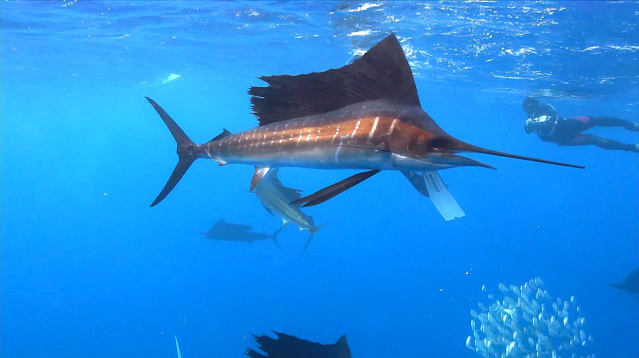 雷丁:环球自然之世界之最合集