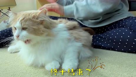 猫牙齿断了怎么办猫牙齿断了怎样处理 爱言情 爱生活爱言情