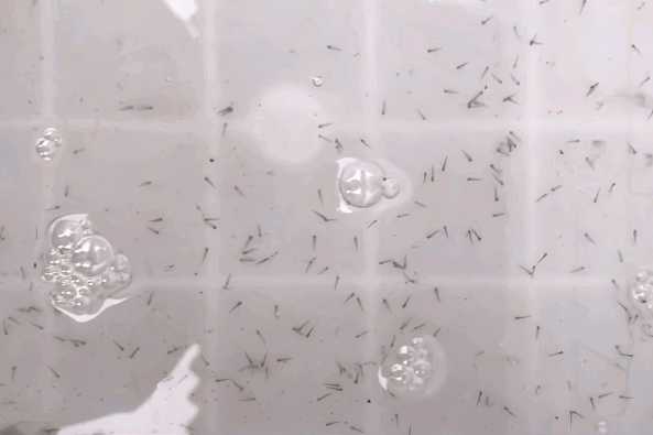 金鱼卵孵化要几天 百度