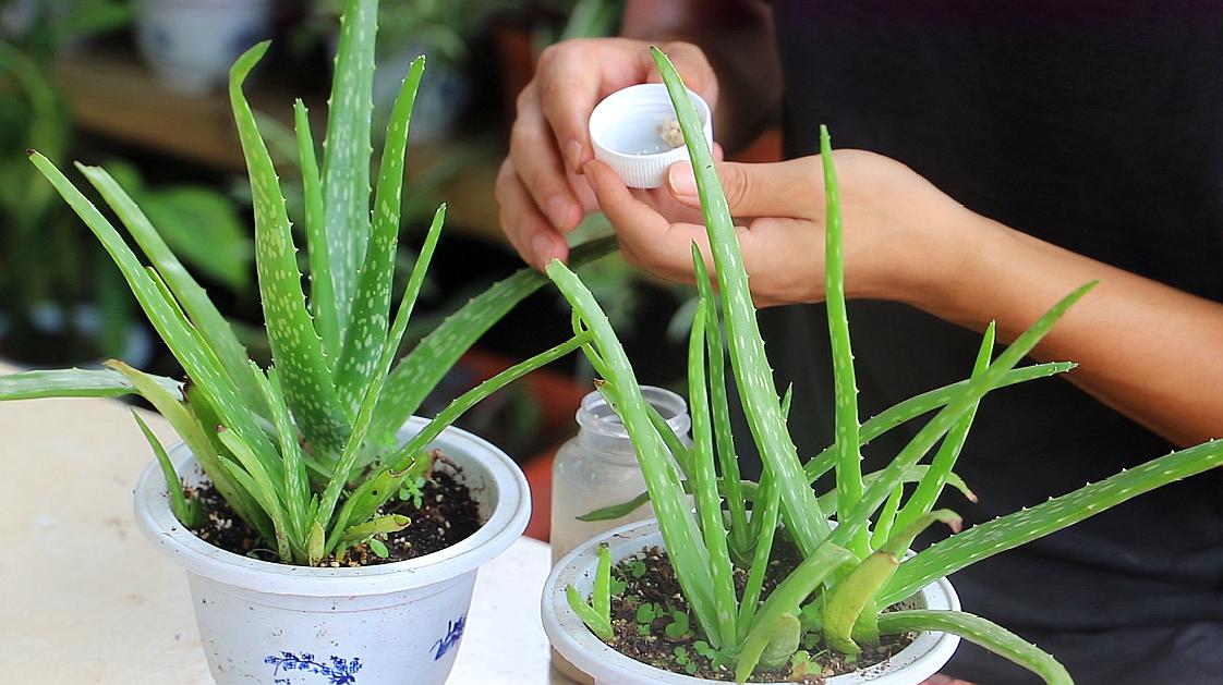 芦荟怎么养?