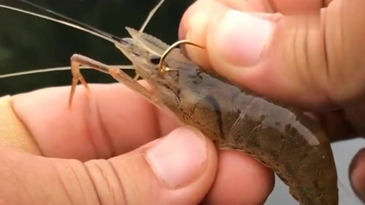 鰱鱅釣組怎樣安裝