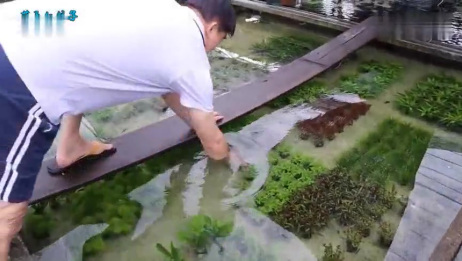 观赏鱼用水草繁殖园 原来鱼缸里的水生植物 都是这样养的 爱言情 观赏鱼用水草繁殖园 原来鱼缸里的水生植物 都是这样养的 爱言情