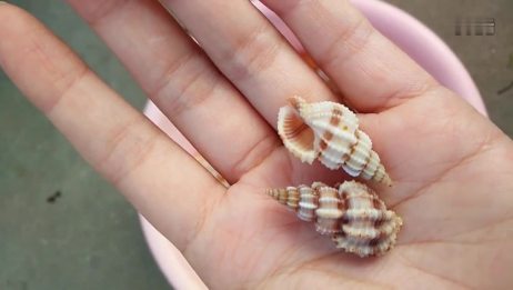 贝壳爱好者 贝壳海螺种类介绍4 爱言情