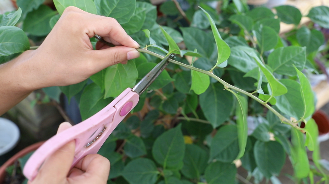 三角梅掐准时间修剪,这3个时机别错过,开花多