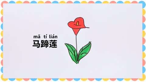 一分钟学画简笔马蹄莲