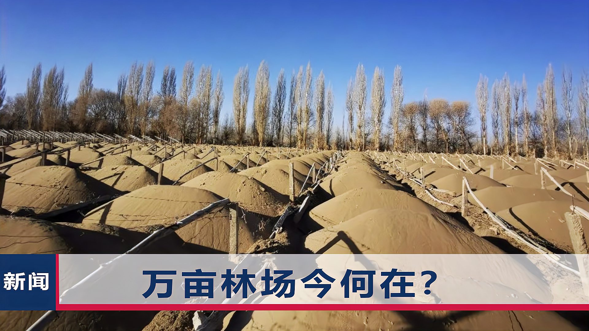 甘肃成立调查组调查敦煌防护林被毁