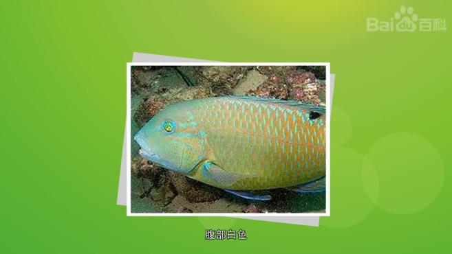 原来楔斑猪齿鱼长这样