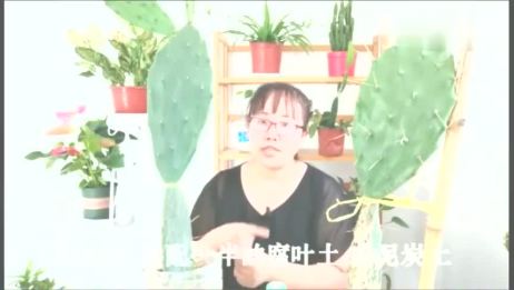 通用花肥料高效速效氮肥有机肥 爱言情