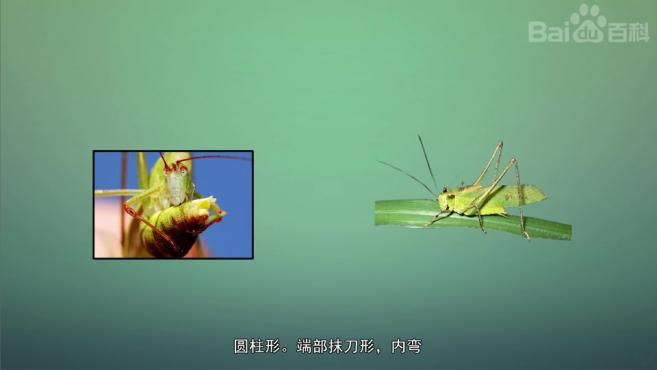 带你认识不同种类的露螽