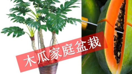 木瓜种子不要丢 放在盆栽里 结果你绝对想不到 太惊喜了 爱言情