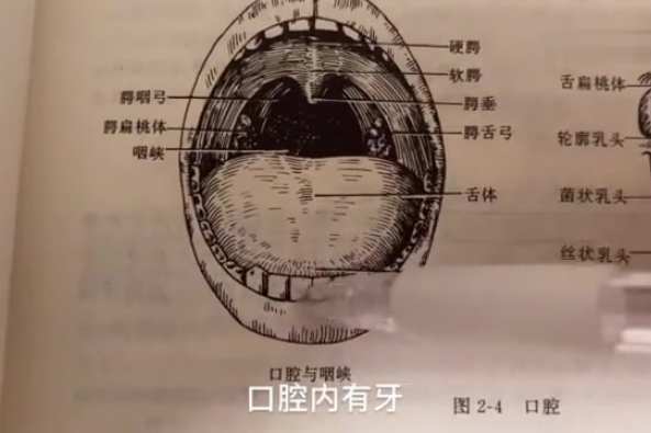 口腔各个部位名称图 百度 口腔各个部位名称图 百度
