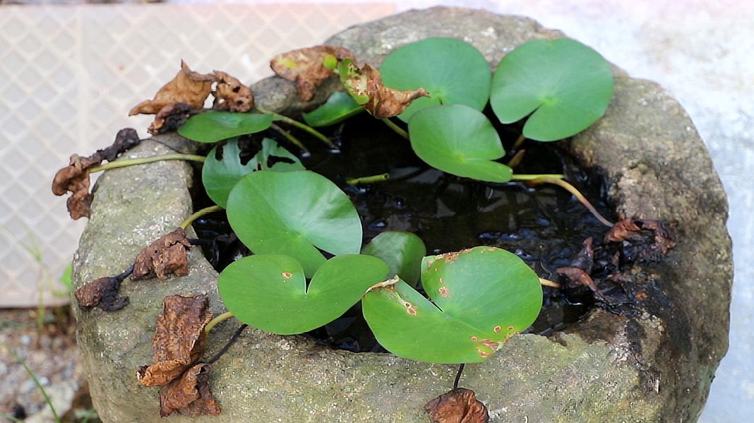 只需幾招,教你養開睡蓮