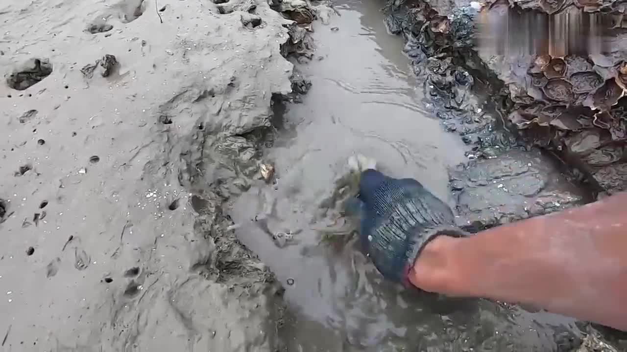 赶海抓螃蟹