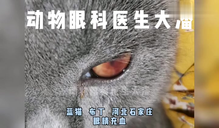 猫打了几下眼球充血- 百度