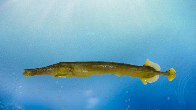 中国常见的鱼有哪些