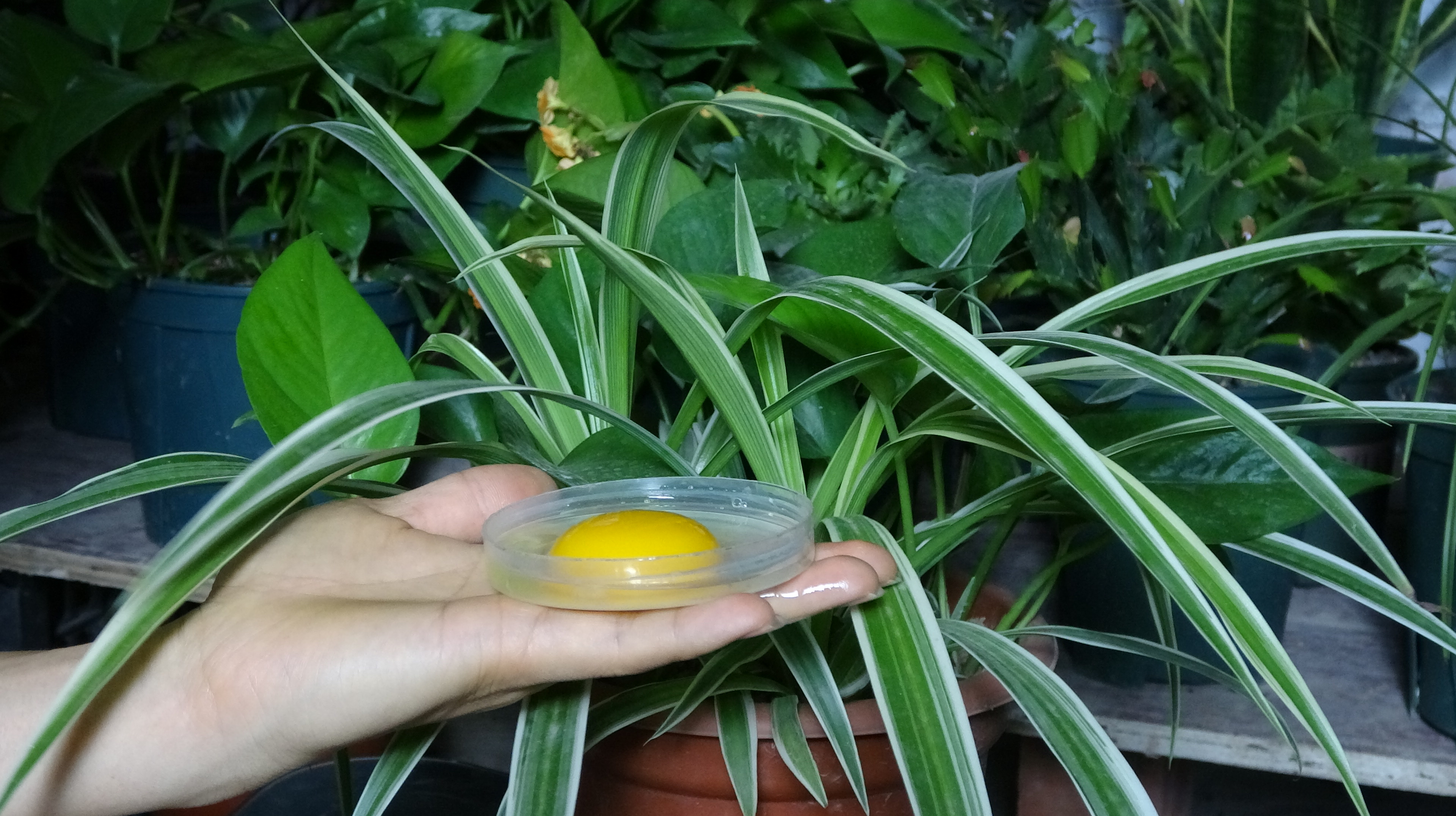 来源:好看视频-七天给吊兰喝点"它",叶不黄,窜花芽多 2吊兰爆盆技巧