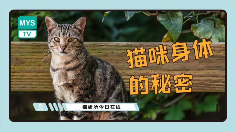 猫的身体内脏结构图 百度 猫的身体内脏结构图 百度