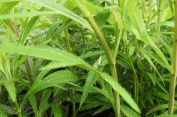 野生藜蒿根图片_百度视频搜索