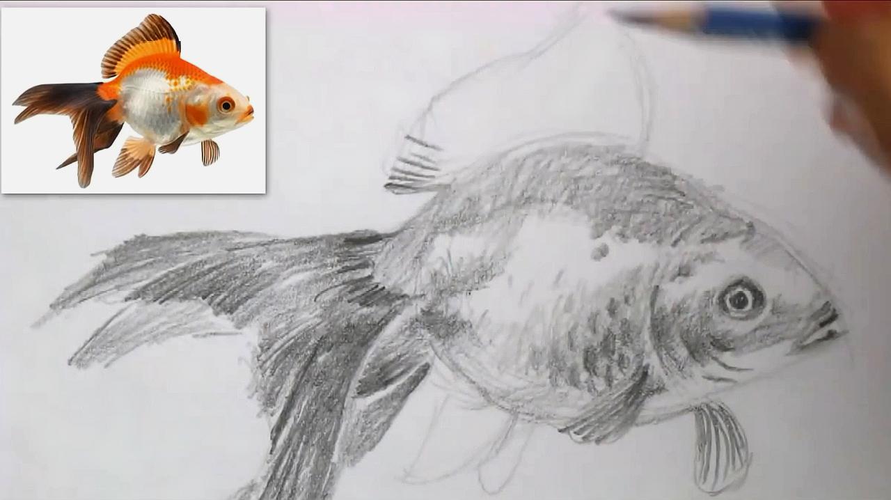 金鱼怎么画?