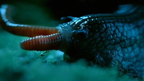 疯狂动物世界,罕见的巨型蜗牛在吃蚯蚓,这一幕太震撼