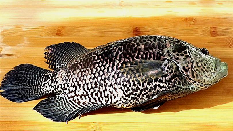 3葱香焗花斑鱼的做法  01:35  来源:土豆-花斑鱼