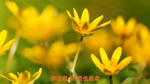 一曲优美的《十五的月亮》送给我最牵挂的人,送给思念的亲人